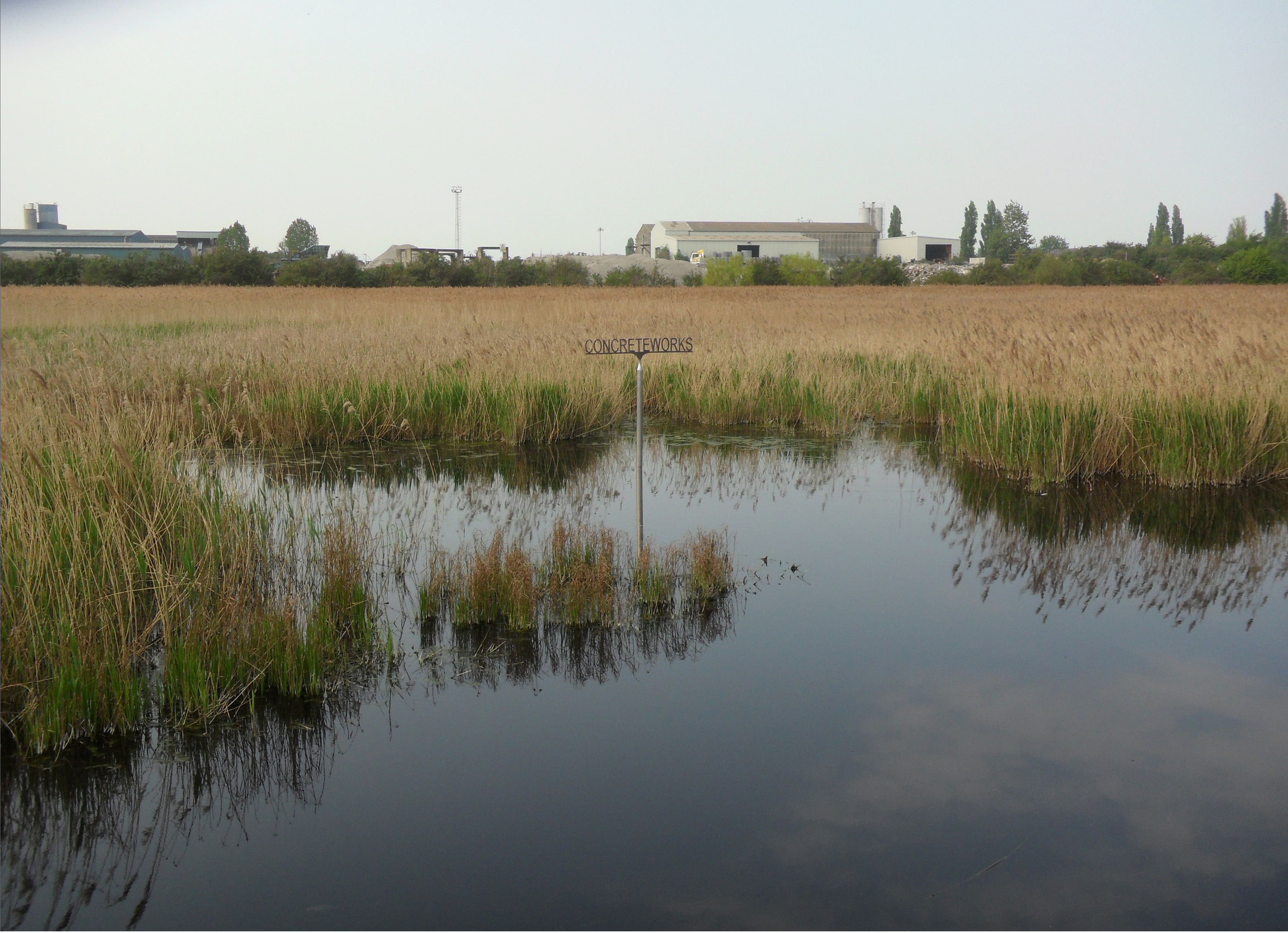 Restored reed beds and art
